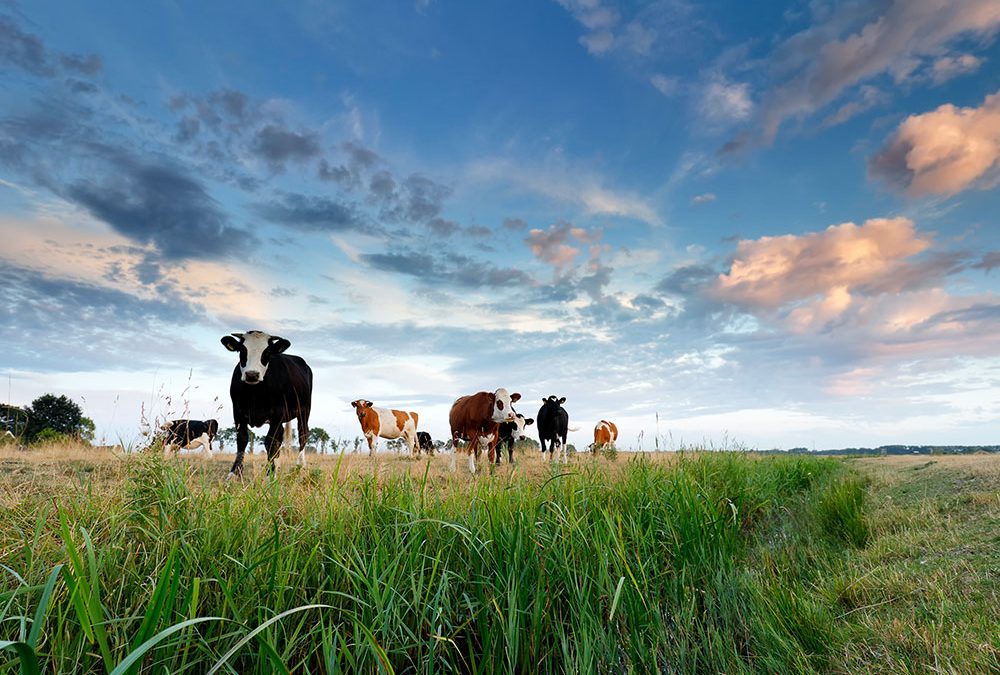 ¿QUÉ DISTINGUE A CREEKSTONE FARMS?