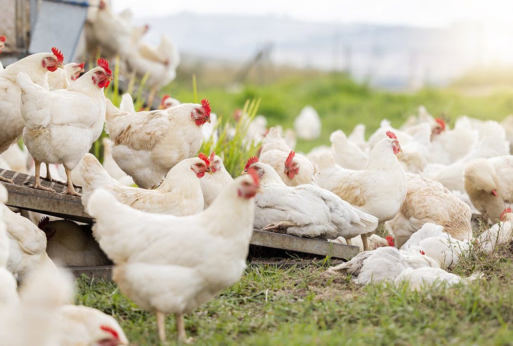 Aumentará ampliamente el consumo de carnes blancas para 2031